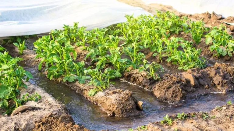 Protecting Crops from Heat Stress: 5 Pro Strategies