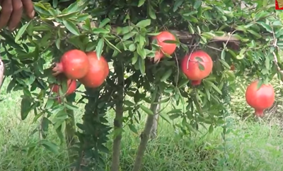 আনার বাগানে ব্যাপক সফলতা | Pomegranate | Dinajpur
