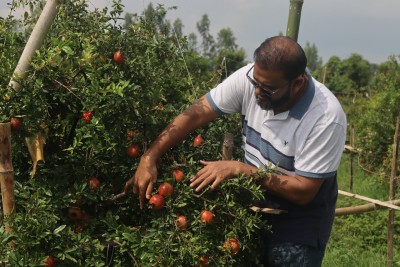 দিনাজপুরে আনার চাষ