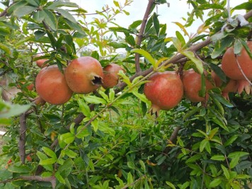 বাংলাদেশের সবচাইতে বড় বাগান আনার বেলবাড়ি রানীগঞ্জ দিনাজপুর সদর।