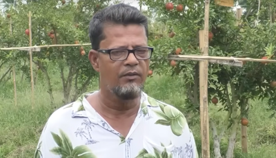 দিনাজপুরে আনার চাষে নাদিমের বাজিমাত | Dinajpur News | Pomegranate Cultivation